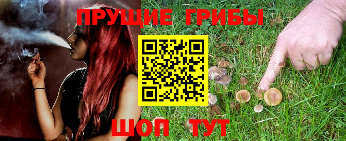 Псилоцибиновые грибы Cubensis Смоленск